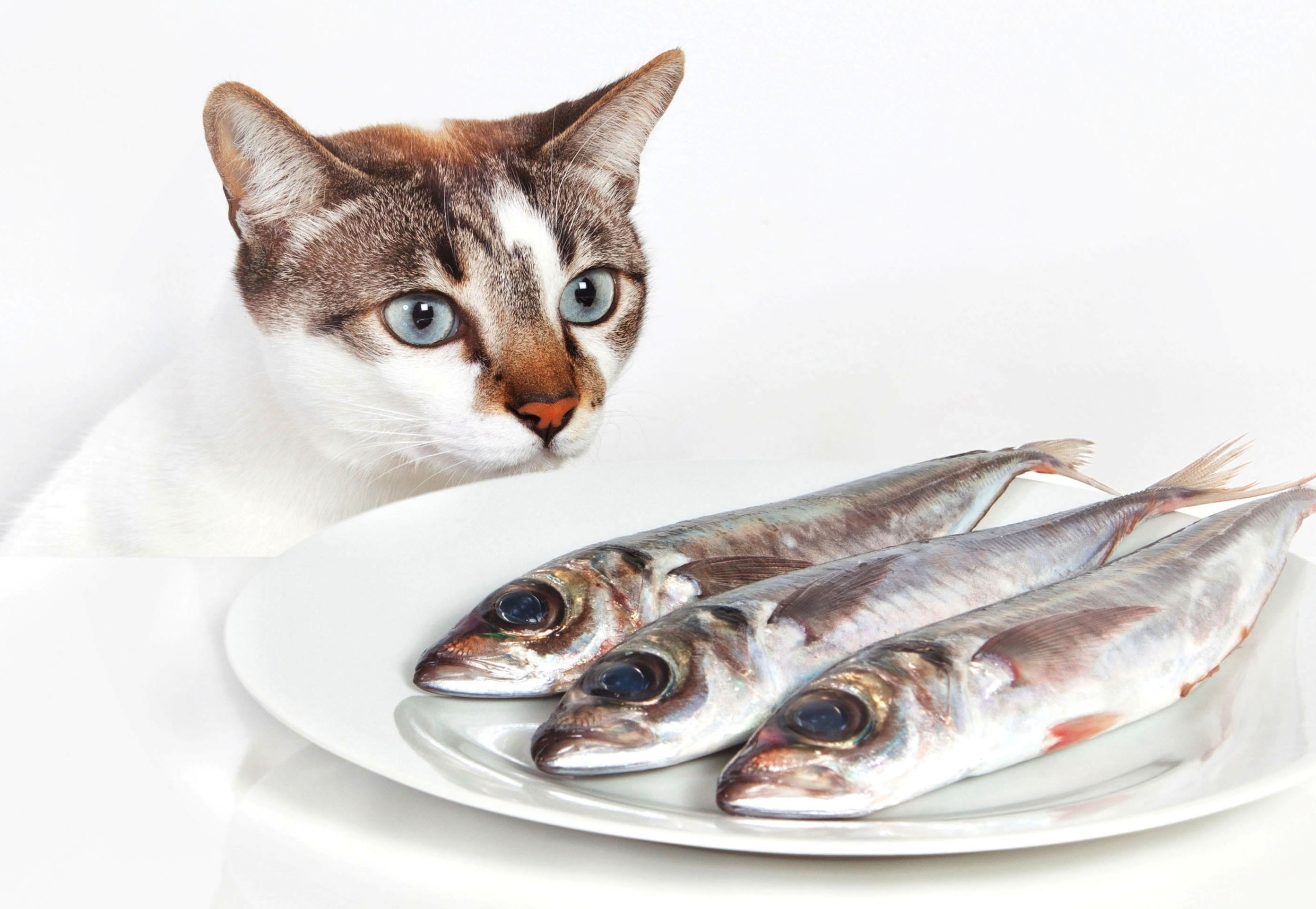 Можно кормить кота рыбой