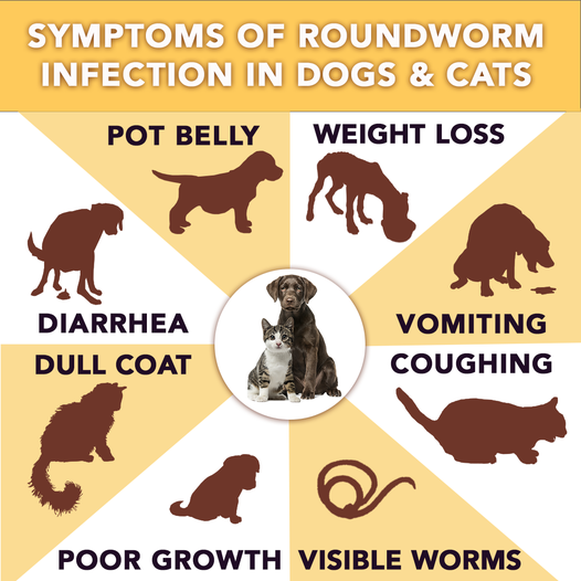 pet internal parasites
