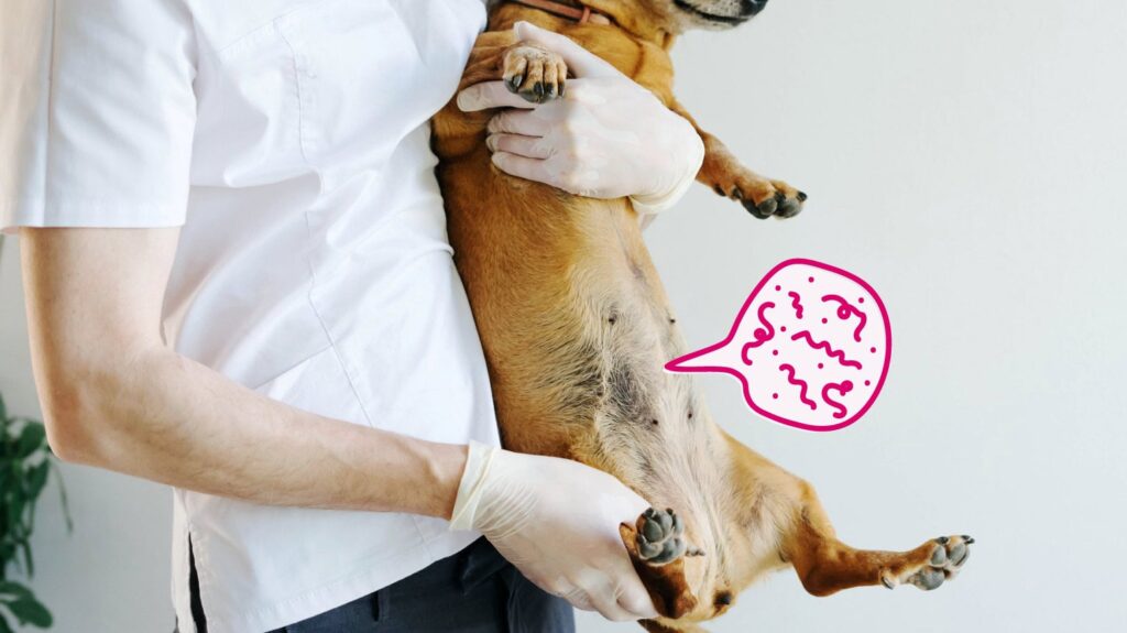 internal parasites in pets